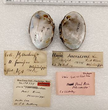 Media type: image;   Malacology 178775 Aspect: valve interior